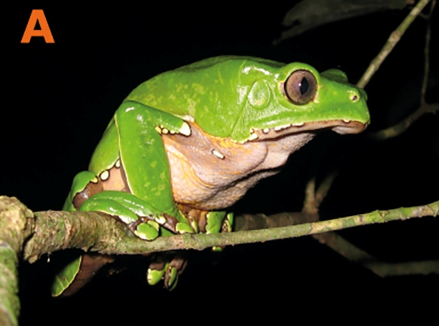 Phyllomedusa bicolor Frog Species